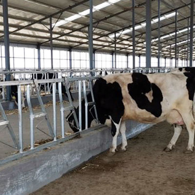 आसानी से स्थापित चौड़ाई 75 सेमी गाय हेड लॉक स्टर्डी निर्मित हेडलॉक