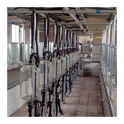 गाय मिल्किंग के लिए बिग 110v 20 स्टाल हेरिंगबोन मिल्क पार्लर