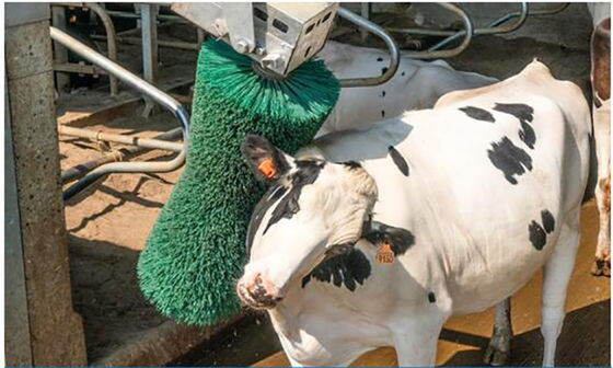 कुक्कुट प्रजनन उपकरण गाय मालिश ब्रश घूर्णन गाय शेविंग ब्रश