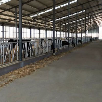 आसानी से स्थापित चौड़ाई 75 सेमी गाय हेड लॉक स्टर्डी निर्मित हेडलॉक