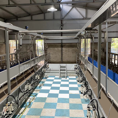 भेड़ समानांतर फास्ट मोड मिल्किंग पार्लर उपकरण संचालित करने में आसान