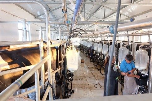 SS304 हेरिंगबोन पार्लर मिल्किंग सिस्टम डेयरी गाय उपकरण